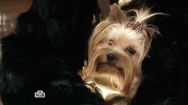 Собачий гламур 26.07.2017