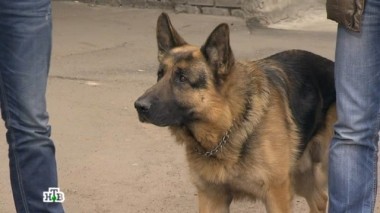 Жажда мести 02.11.2017