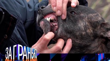 «Лают и кусают» 14.01.2025