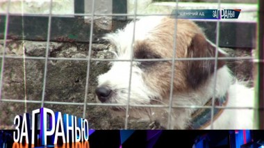 «Щенячий ад» 07.10.2024