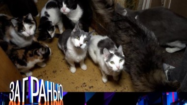 «Скандальные котики» 26.08.2024