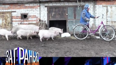 «Скотный двор» 04.11.2024