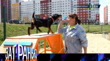 «Собаки-убийцы?» 11.09.2024