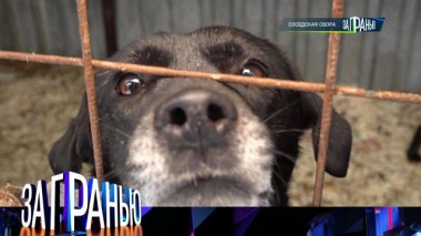 «Соседская свора» 05.02.2024