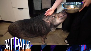 «Свинское отношение» 07.02.2026