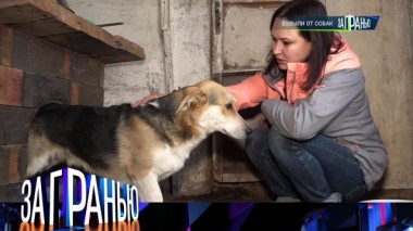 «Взвыли от собак» 08.11.2023