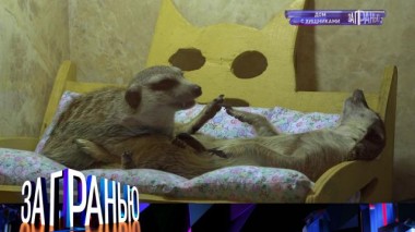 «Дом с хищниками» 18.10.2022