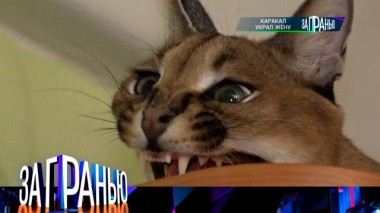 «Каракал украл жену» 18.06.2023