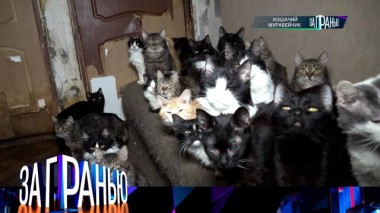 «Кошачий муравейник» 28.02.2023