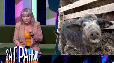 «Ну и свинство!» 13.06.2023