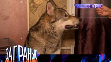 «С волком жить &mdash; соседям выть» 12.04.2022