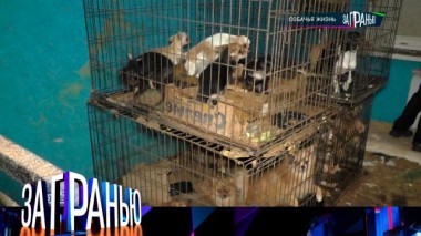 «Собачья жизнь» 05.10.2023