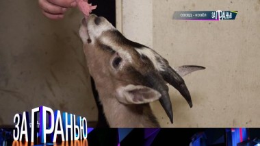 «Сосед - козел» 24.04.2023