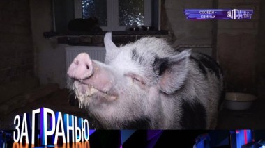 «Соседи &mdash; свиньи» 30.01.2022
