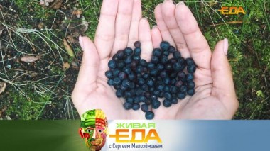 Дикие ягоды: их уникальная польза, дикоросы на даче и ягодные шедевры в кулинарии 28.10.2023