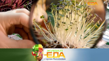 Микрозелень для улучшения здоровья и секреты идеальных сырников 12.09.2025