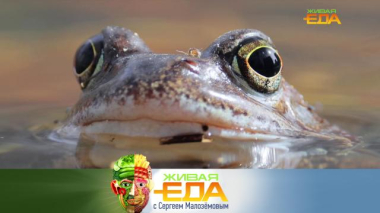 Съедобные виды лягушек, идеальный способ варки яиц и рейтинг продуктов со скрытым сахаром 26.09.2025