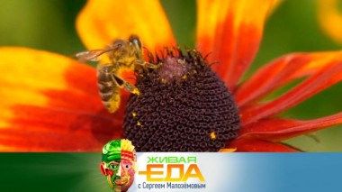 Живая еда / Выпуски / Чем чай в пакетиках проигрывает листовому и полезно ли есть пыльцу 04.06.2022
