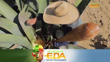 Живая еда / Выпуски / «Колючие» блюда из кактуса и агавы, проверка мясных полуфабрикатов и все о толокне 15.10.2022