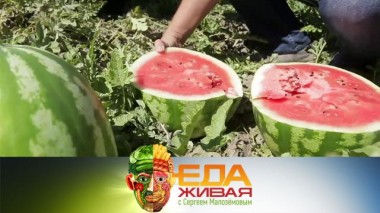 Живая еда / Выпуски / Моча в арбузах, рецепты малинового варенья и засолка огурцов 12.09.2020