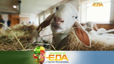 Живая еда / Выпуски / Польза овечьего молока, российская фета по греческим канонам и тайны знаменитой шарлотки 08.09.2023