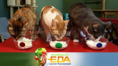 Живая еда / Выпуски / Выбор качественной сметаны, вкус и польза черного перца, кальмар на 3D-принтере и рецепт салата с икрой минтая 30.09.2023